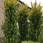 Golden Elm
