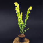 Golden Elm