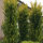 Golden Elm