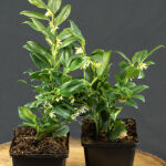 Sarcococca confusa