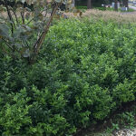 Sarcococca confusa