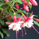 Hardy Fuchsia  Alice Hoffman