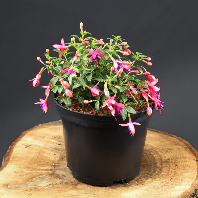 Hardy Fuchsia  Tom Thumb