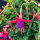 Fuchsia Tom Thumb