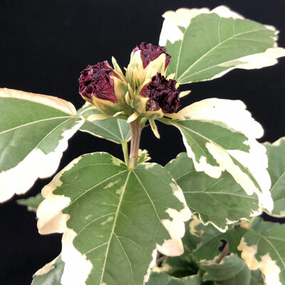 Hibiscus Purpureus Variegatus