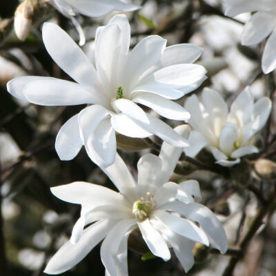 Magnolia Stellata