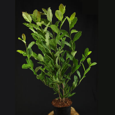 Stern Magnolie 80 - 100  cm