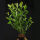 Stern Magnolie 60 - 80 cm