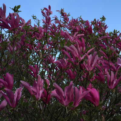 Purpur Magnolie 2 ltr.Topf