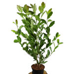 Purpur Magnolie 2 ltr.Topf