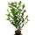 Purpur Magnolie 2 ltr.Topf