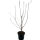 Purpur Magnolie 2 ltr.Topf