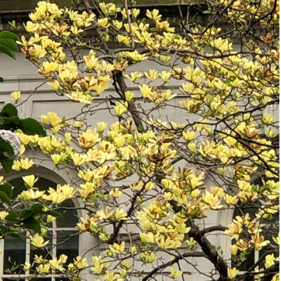 magnolia yellow lantern