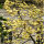 Magnolie yellow lantern