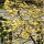 Magnolie Yellow Lantern 40-60cm