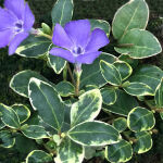 lesser periwinkle or dwarf periwinkle