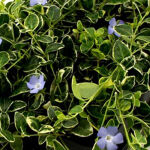 lesser periwinkle or dwarf periwinkle