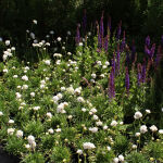 Armeria maritima Alba