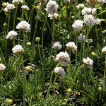 Armeria maritima Alba