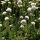 Armeria maritima Alba