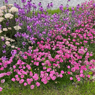 Armeria maritima Splendens