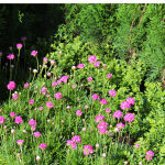 Armeria maritima Splendens