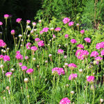 Armeria maritima Splendens