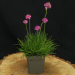 Armeria maritima Splendens