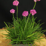 Armeria maritima Splendens