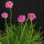 Armeria maritima Splendens