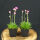 Armeria maritima Splendens