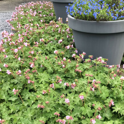 Cranesbill, or hardy geraniums