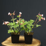 Geranium macrorrhizum Spessart