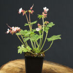 Cranesbill, or hardy geraniums