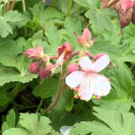 Cranesbill, or hardy geraniums