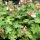 Cranesbill, or hardy geraniums