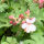 Cranesbill, or hardy geraniums