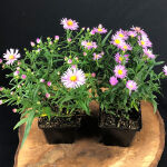 Michaelmas Daisy