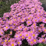 Michaelmas Daisy