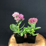 Sedum spectabile Brillant