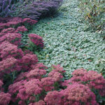 Sedum spectabile Brillant