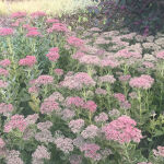 Sedum spectabile Brillant