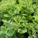 Sedum spectabile Brillant