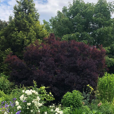 Cotinus coggygria Royal Purple