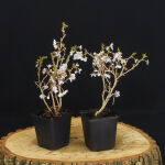 Prunus incisa Kojou-no-mai / Geschlitzte Kirsche...