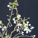 Prunus incisa Kojou-no-mai / Geschlitzte Kirsche...