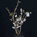 Prunus incisa Kojou-no-mai / Geschlitzte Kirsche Kojou-no-mai
