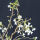 Prunus incisa Kojou-no-mai / Geschlitzte Kirsche Kojou-no-mai