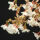 Prunus incisa Kojou-no-mai / Geschlitzte Kirsche Kojou-no-mai