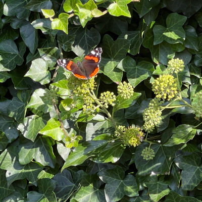 großblättriger Irische Efeu in verschiedene Größen